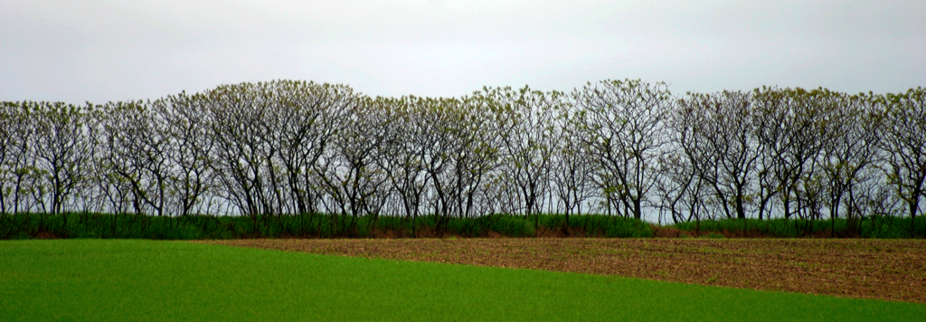     Carl Snyder, Sumac treeline, 2005 

