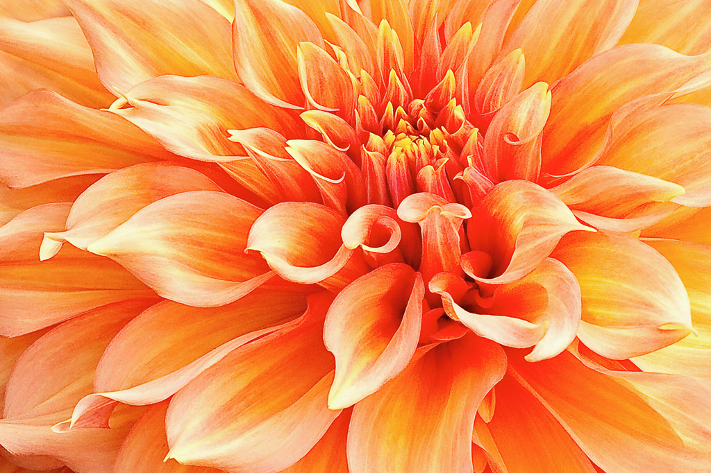     Marilyn Cornwell, Dahlia in Orange, 2009 

