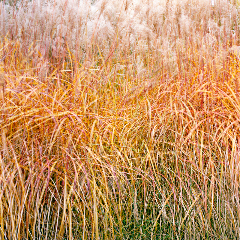     Ana Kapodistria, Tall Grass, 2009 © A.Kapodistria

