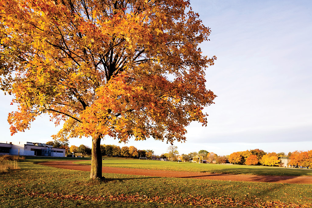 2011 Toronto Tree Calendar - CONTACT Photography Festival