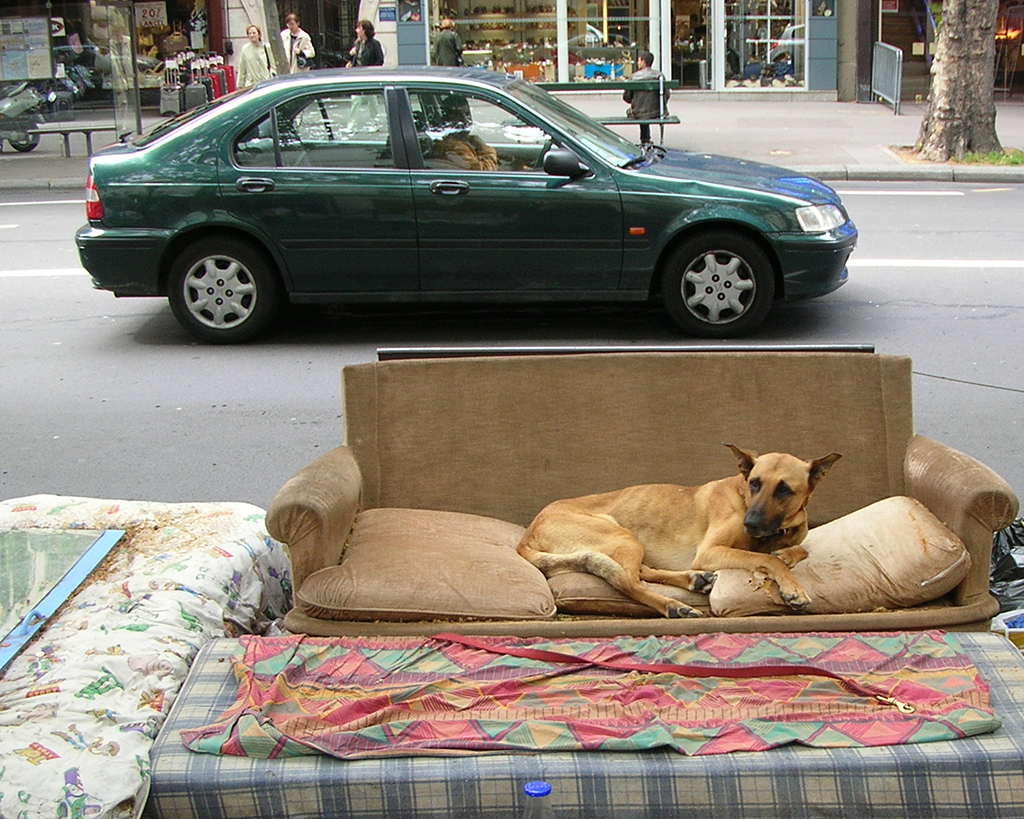     Shauna MacDonald, Sofa Dog
