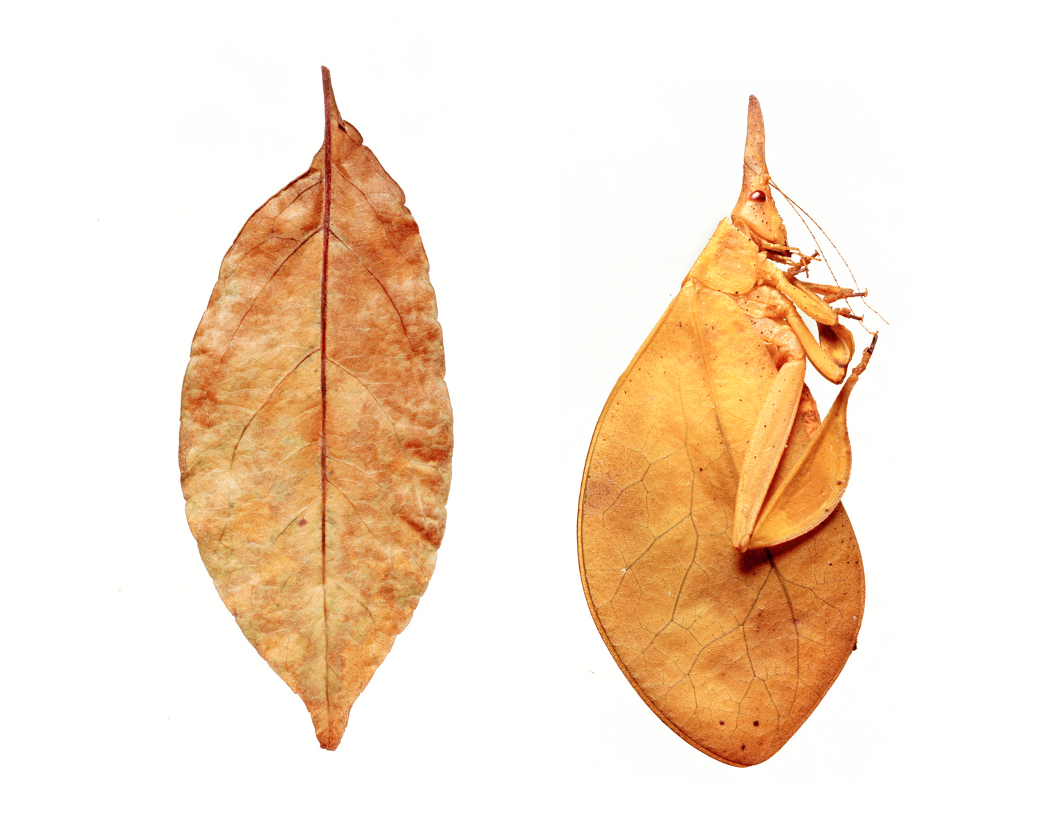     Sandy Nicholson, leaf and leaf insect, from the mimic series, 2006
