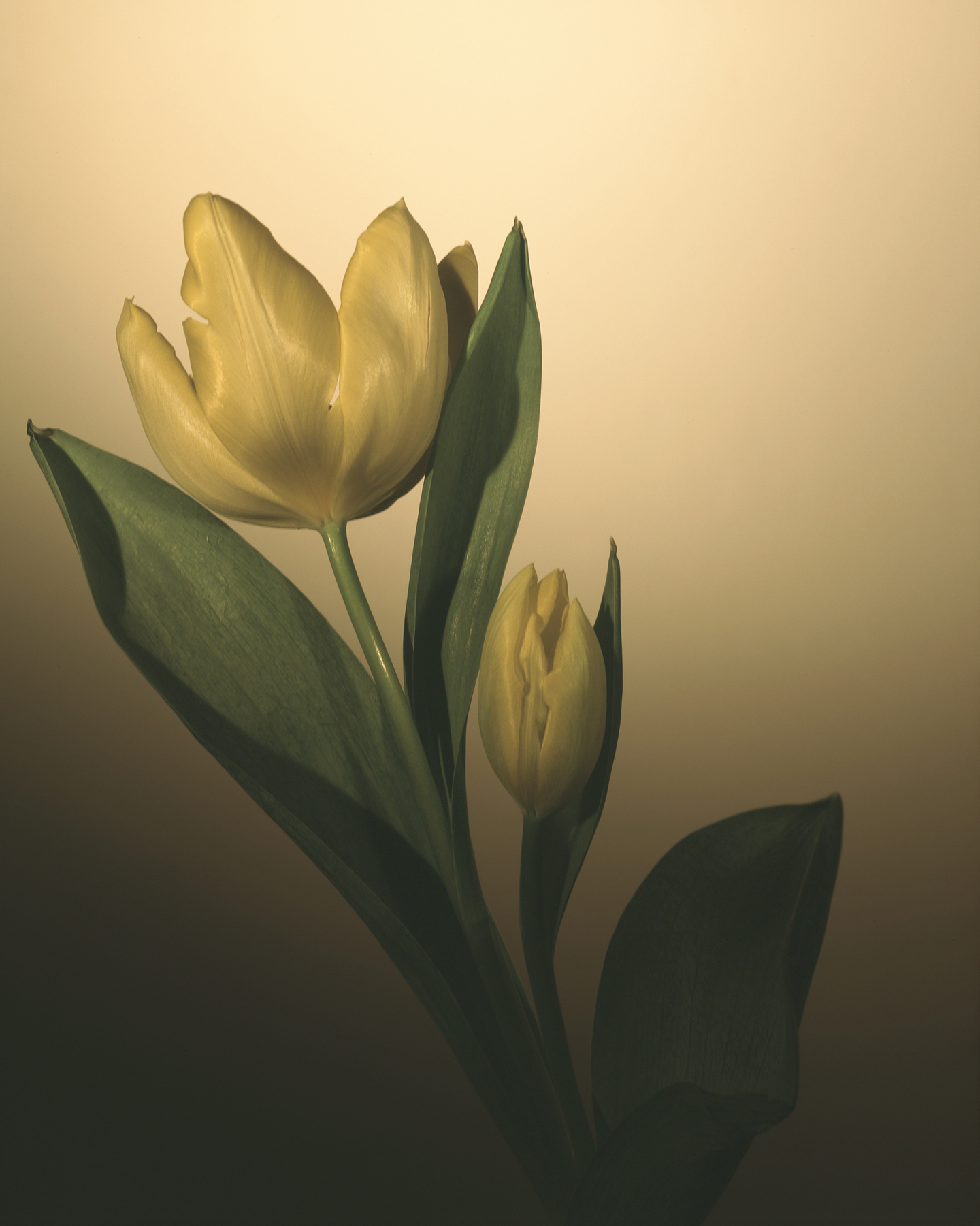     Rick Brazeau, Tulip for, 16&#215;20 Giclee

