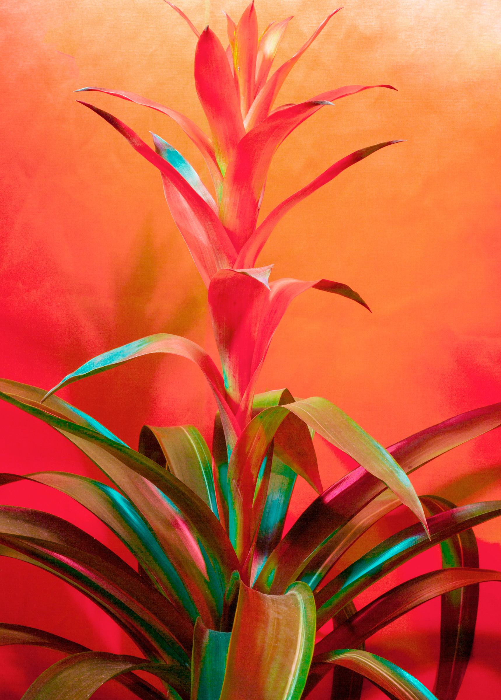 Dainesha Nugent-Palache, Untitled (Bromeliads), 2020. Courtesy of the artist