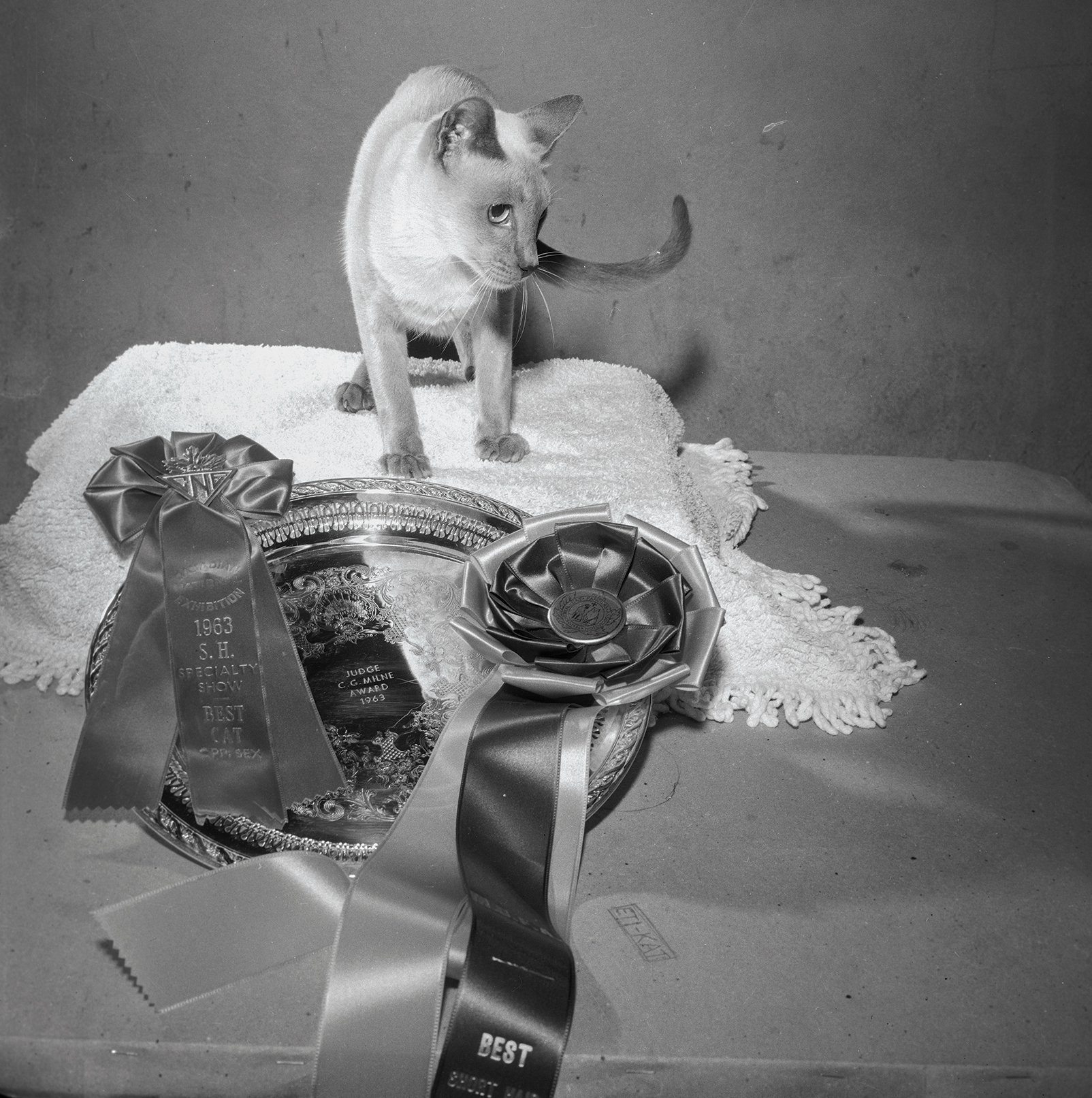 Cat Show Winners, 1963. Canadian National Exhibition Archives, MG5-F842-I6. Courtesy of the CNEA