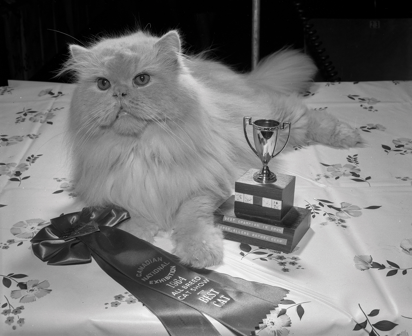 Cat Show Championships, August 22, 1964, Canadian National Exhibition Archives, MG5-F1054-I7. Courtesy of the CNEA