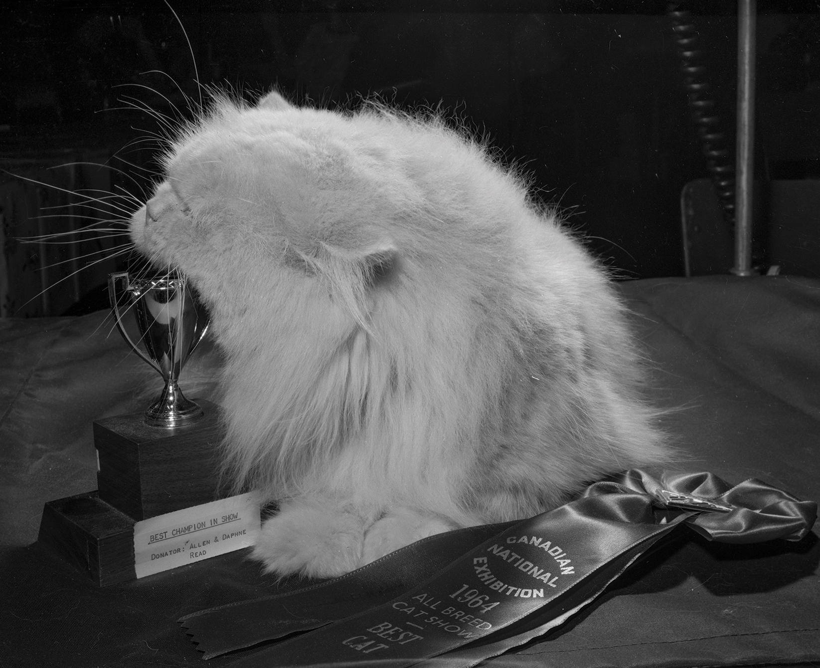 Cat Show Championships, August 22, 1964, Canadian National Exhibition Archives, MG5-F1054-I11. Courtesy of the CNEA