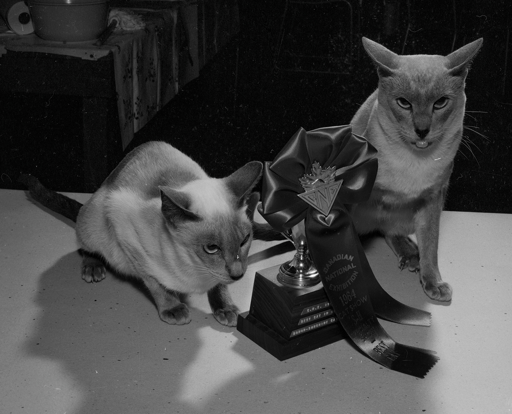 Cat Show Championships, August 22, 1964, Canadian National Exhibition Archives, MG5-F1054-I12. Courtesy of the CNEA