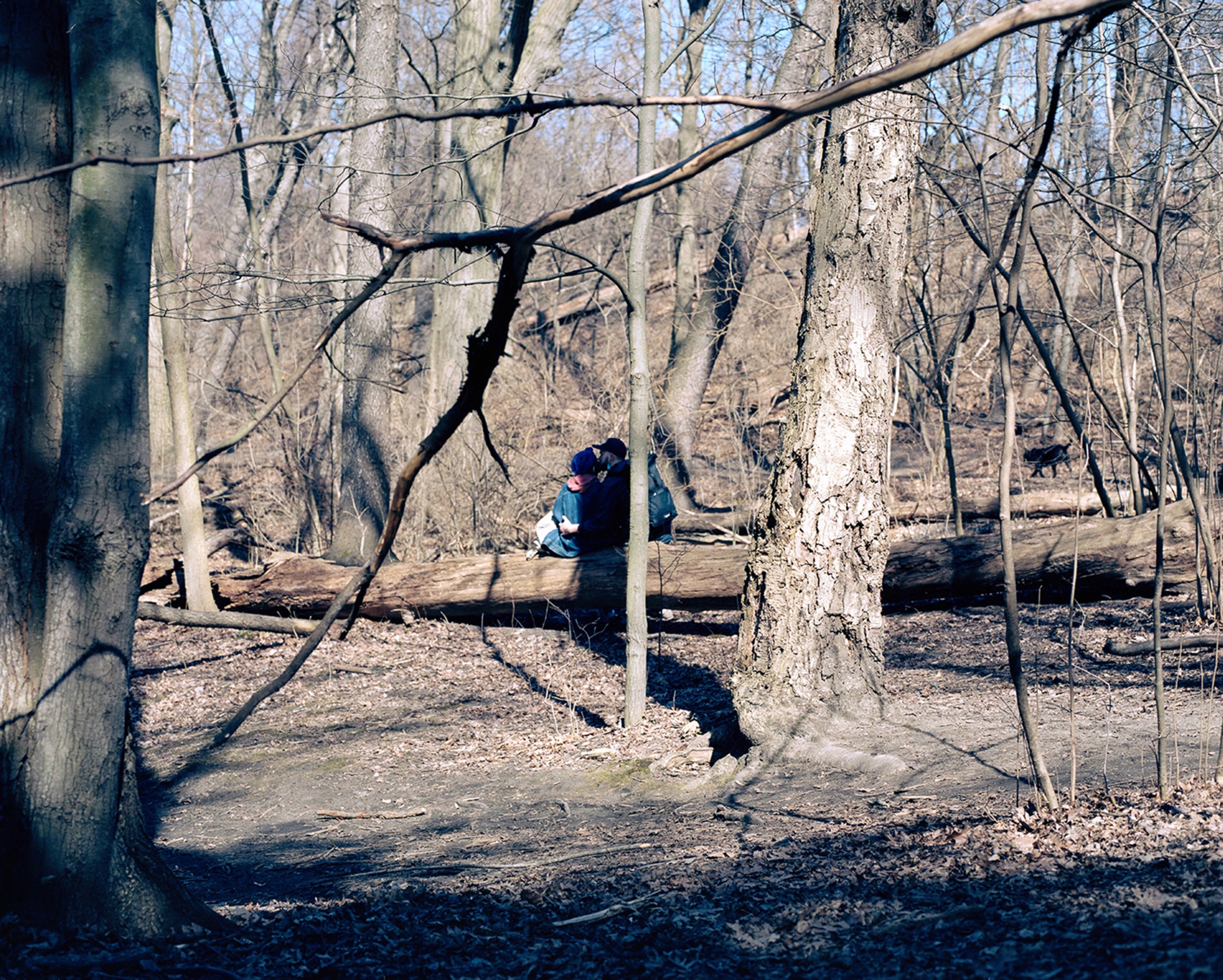     Joseph Kennel, Annotations in High Park 2, 2021

