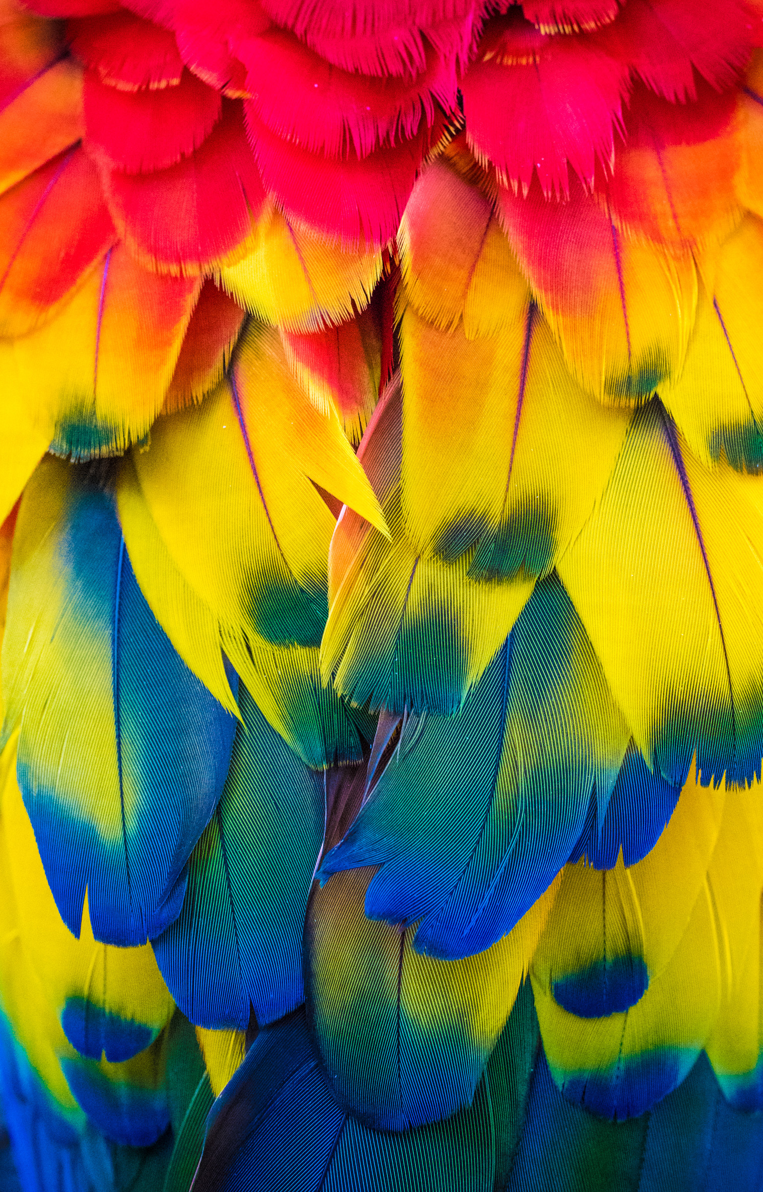 Marlon Porter, Rainbow of Feathers, 2020. Courtesy of the artist