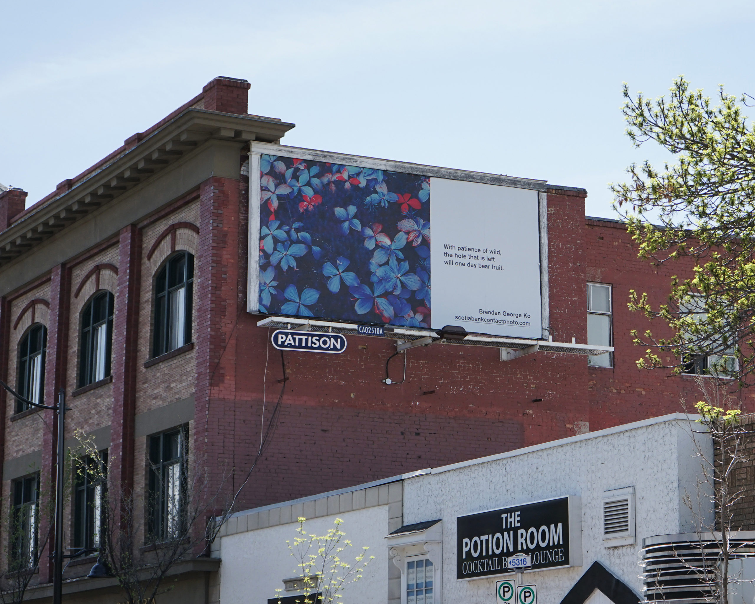     Brendan George Ko, The Forest is Wired for Wisdom, installation on billboards in Calgary and 9 other Canadian cities, 2022. Courtesy of the artist and CONTACT. Photo: Chelsee Ivan

