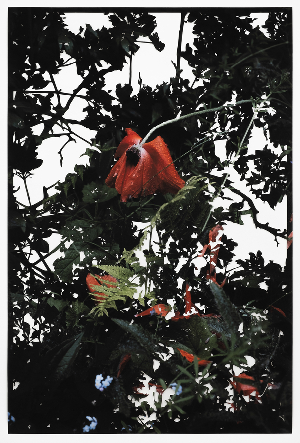 Fiona Freemark, Red Poppy No. 2, (hand-cut photograph) 2022. Courtesy of the artist
