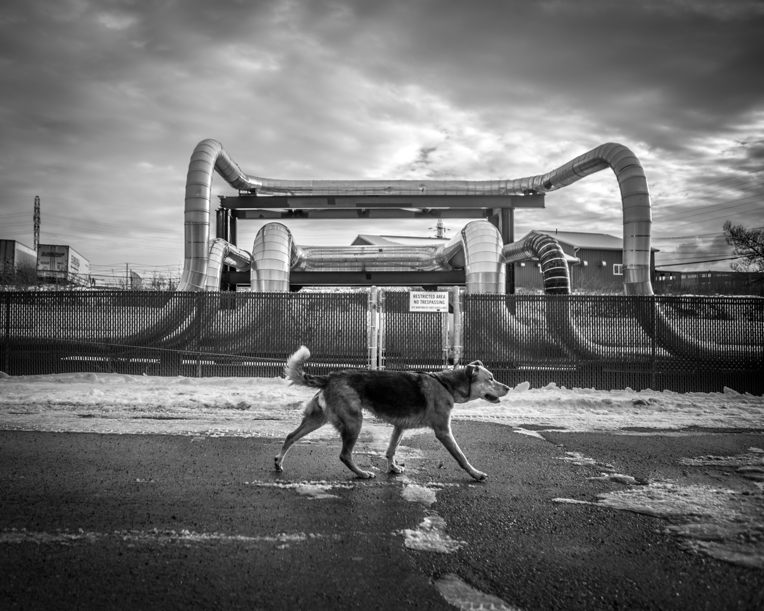     Chris Donovan, Dog with Pipeline, 2019, inkjet print. Courtesy of the artist

