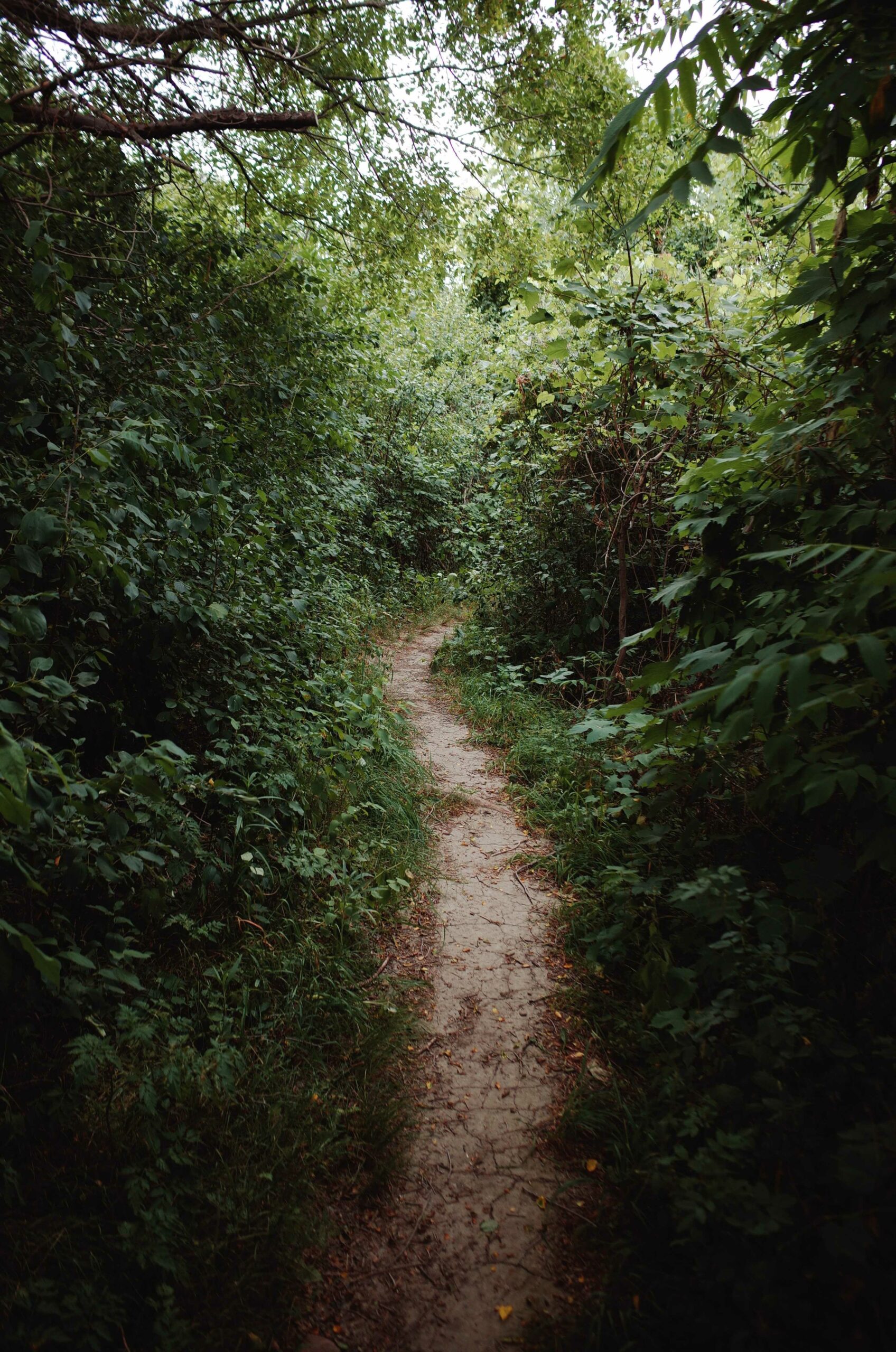     Alex Paterson, Path Narrows &#8211; Etobicoke Creek, 2023

